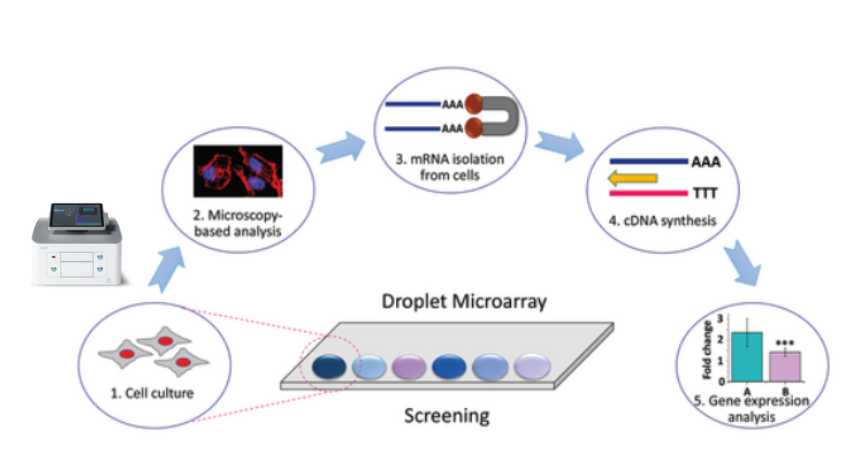 Workflow of “Cells-to-cDNA on Chip”. Briefly, 1. Cell culture and screening in micro/nanoliter droplets dispensed on DMA using the I.DOT Liquid Handler, 2. phenotypic analysis of cells by microscopy-based methods, 3. cell lysis and isolation of mRNA using poly-T magnetic beads, 4. mRNA to cDNA conversion within the same droplet, 5. Collection of cDNA for qualitative and quantitative gene expression analysis. Image modified from Chakraborty et al. (2022).&nbsp;
